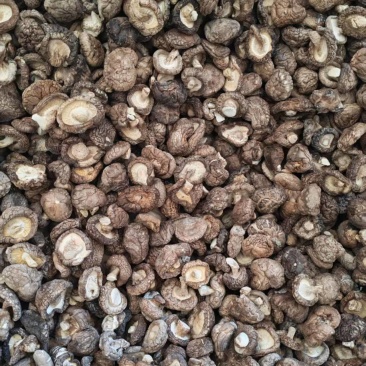 河南干香菇光面菇夏菇小菇丁基地一手货源大量有货