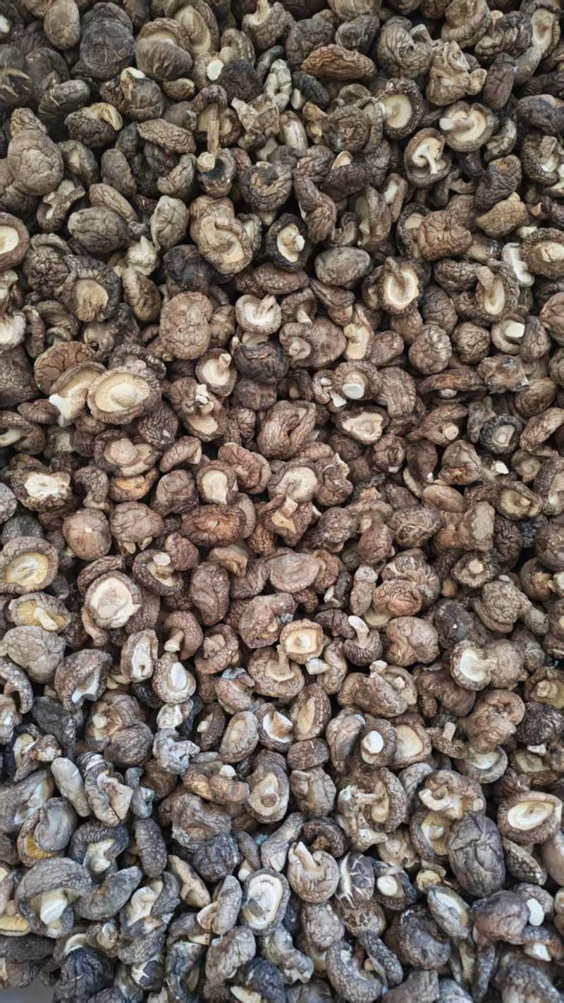 河南干香菇光面菇夏菇小菇丁基地一手货源大量有货