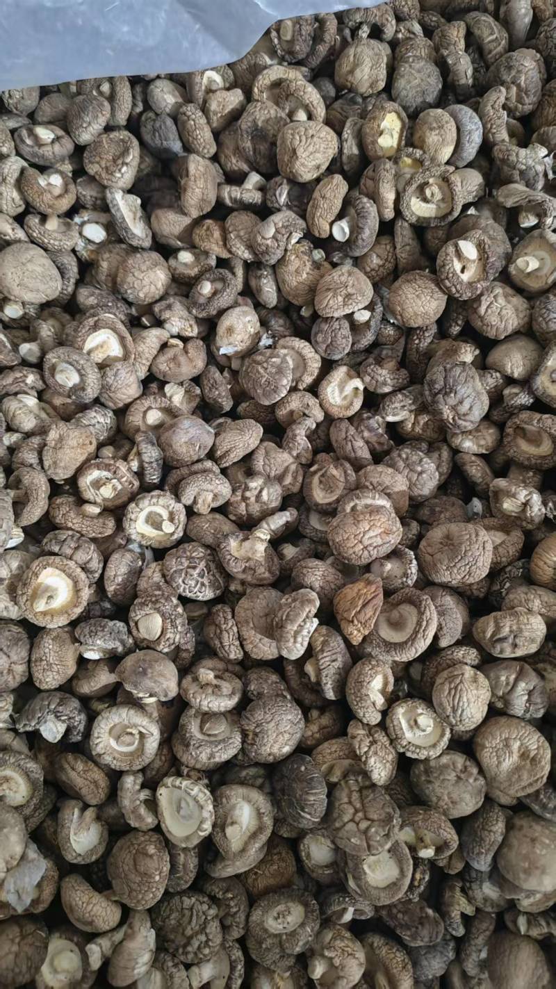 河南干香菇光面菇夏菇小菇丁基地一手货源大量有货