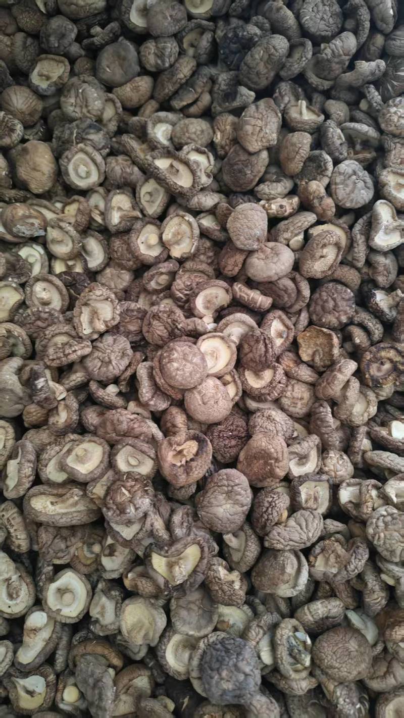 河南干香菇光面菇夏菇小菇丁基地一手货源大量有货