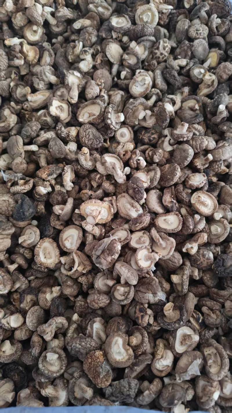 河南干香菇光面菇夏菇小菇丁基地一手货源大量有货