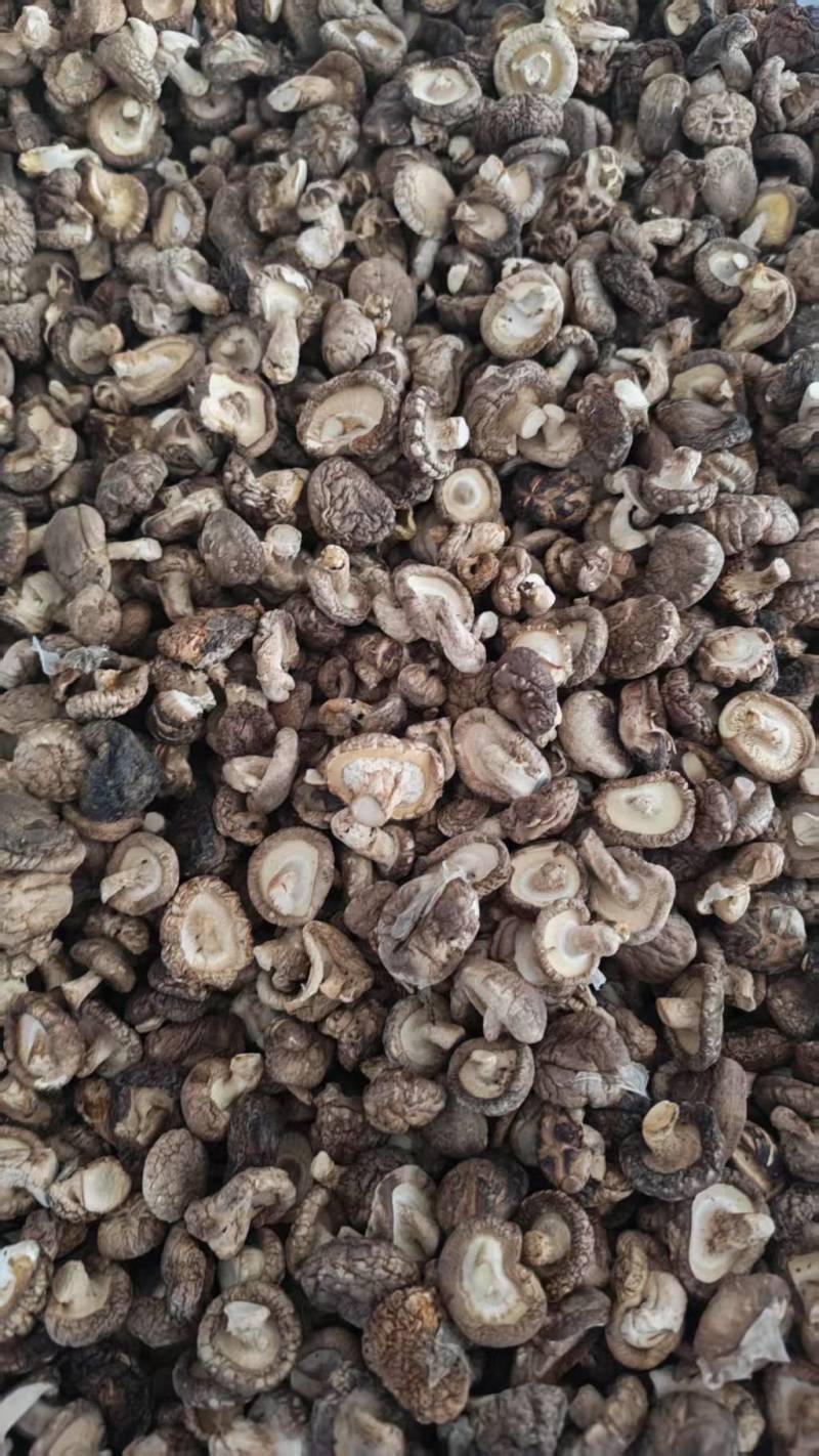 河南干香菇光面菇夏菇小菇丁基地一手货源大量有货