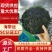 源头工厂霞浦烘干海带丝纯淡干海带丝干净免洗泡发15倍