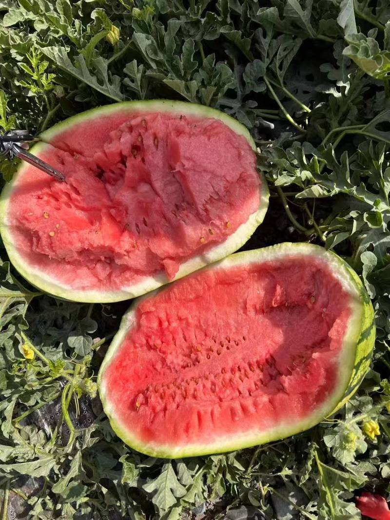 宁夏精品硒砂瓜口感好/保质保量/大量有货/欢迎咨询