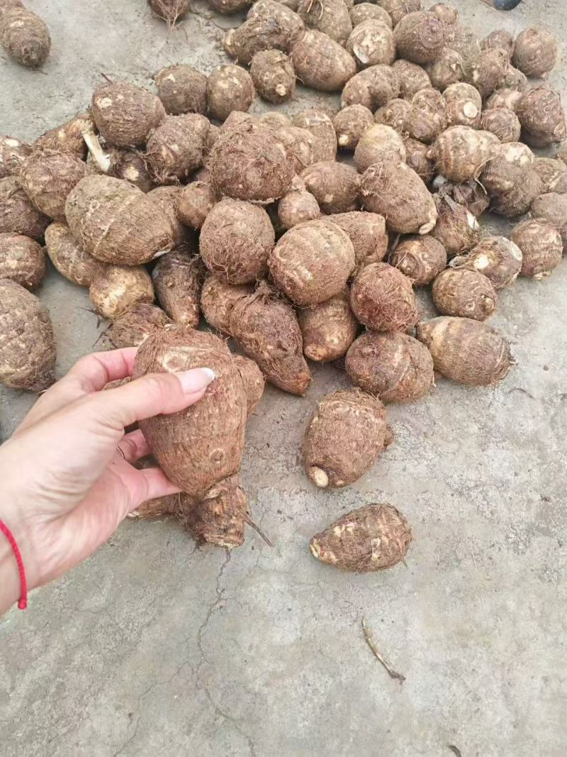 芋头品质保证服务周到产地直发价格美丽欢迎联系