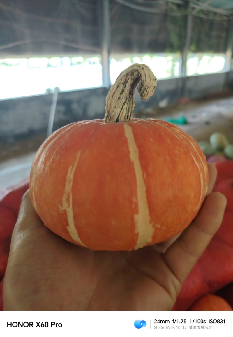 精品贝贝南瓜/产区直发/货源充足/大量有货