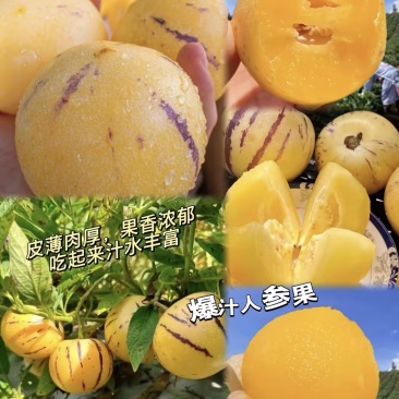 【一件代发】人参果电商发货拼多多～抖音～10000+