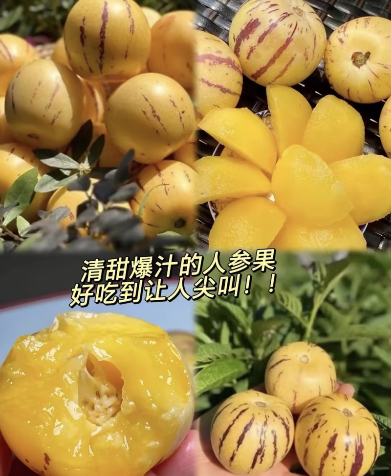 【一件代发】人参果电商发货拼多多～抖音～10000+