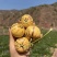 【一件代发】人参果电商发货拼多多～抖音～10000+