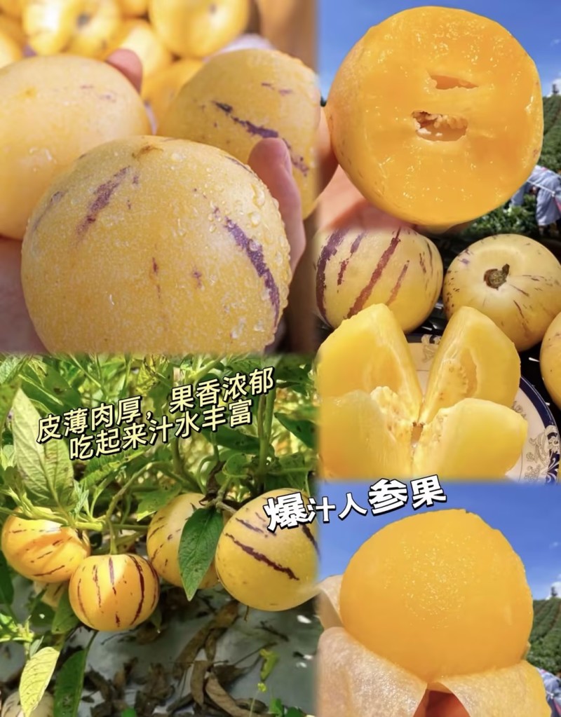 云南石林人参果全平台一件包邮云南石林刚上市量大从优可对接