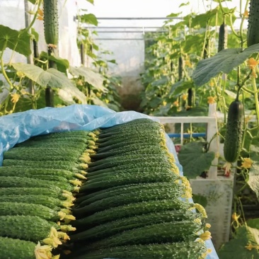 山东密刺黄瓜大量供应超电商加工厂支持视频实地看货品质保障