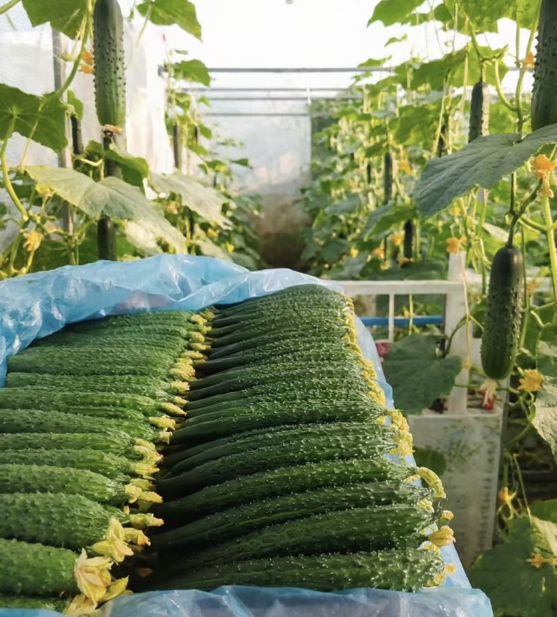 山东密刺黄瓜大量供应超电商加工厂支持视频实地看货品质保障