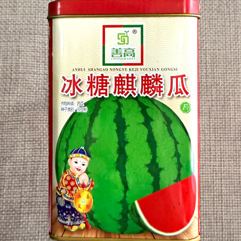 善甜奶香1号甜瓜种子早熟高产薄皮甜宝种子果肉淡绿圆形味浓