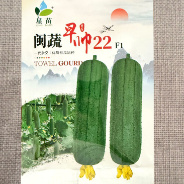 闽蔬早帅22肉丝瓜种子杂交早熟瓜条直筒形果肉硬实味清甜