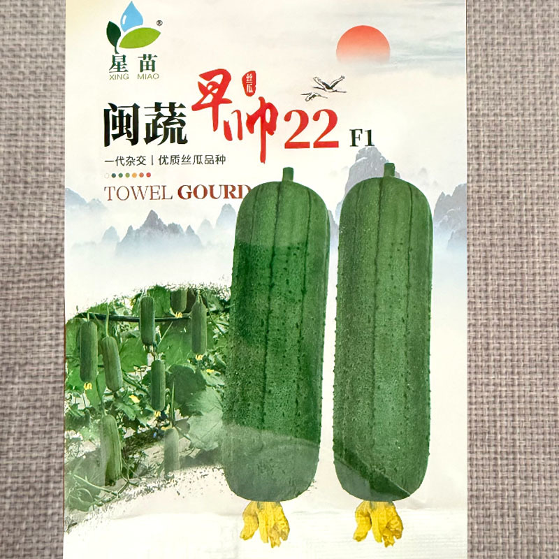 闽蔬早帅22肉丝瓜种子杂交早熟瓜条直筒形果肉硬实味清甜