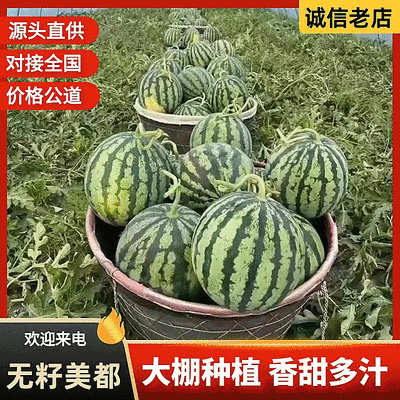 『大棚西瓜/美都西瓜』无籽西瓜/浙江台州人种植/包熟包甜
