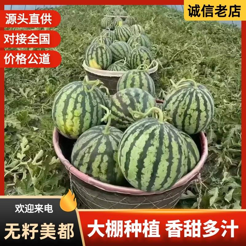 『大棚西瓜/美都西瓜』无籽西瓜/浙江台州人种植/包熟包甜