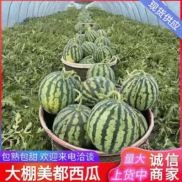 【美都西瓜】浙江台州人种植/大棚西瓜/无籽西瓜/包熟包甜