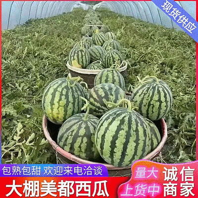 【美都西瓜】浙江台州人种植/大棚西瓜/无籽西瓜/包熟包甜
