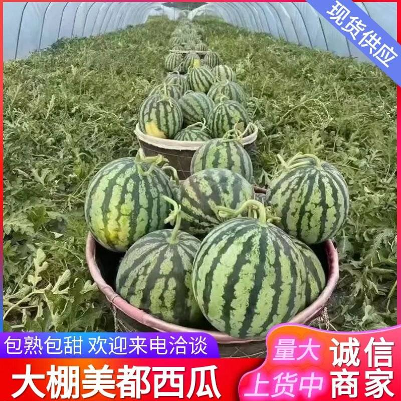 【美都西瓜】浙江台州人种植/大棚西瓜/无籽西瓜/包熟包甜
