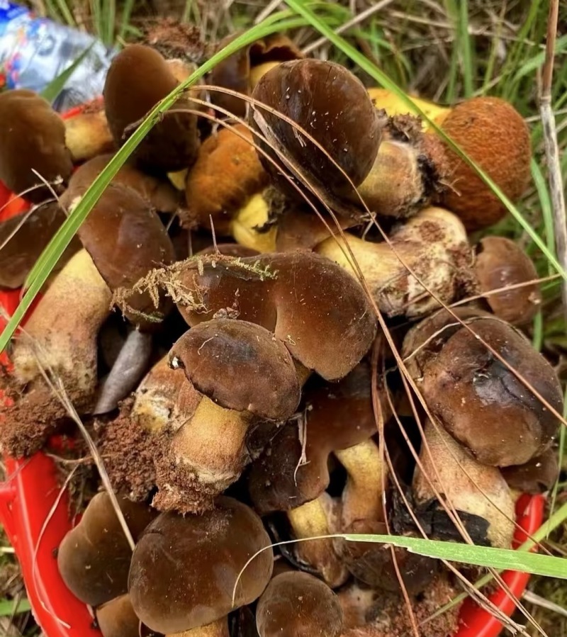 【黑见手青】云南大理见手青新鲜黑牛肝菌野生菌鲜货顺丰冷链