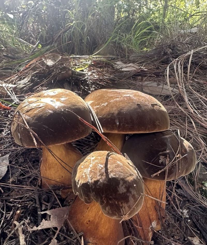 【黑见手青】云南大理见手青新鲜黑牛肝菌野生菌鲜货顺丰冷链