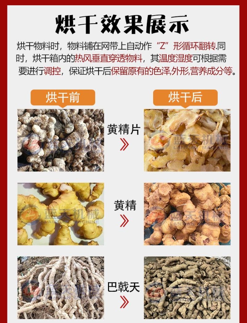 网带黄精烘干机中药材黄精片烘干设备黄精清洗切片烘干生产线