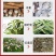网带白芷烘干机中药材白芷个白术片烘干机白芷切片烘干生产线