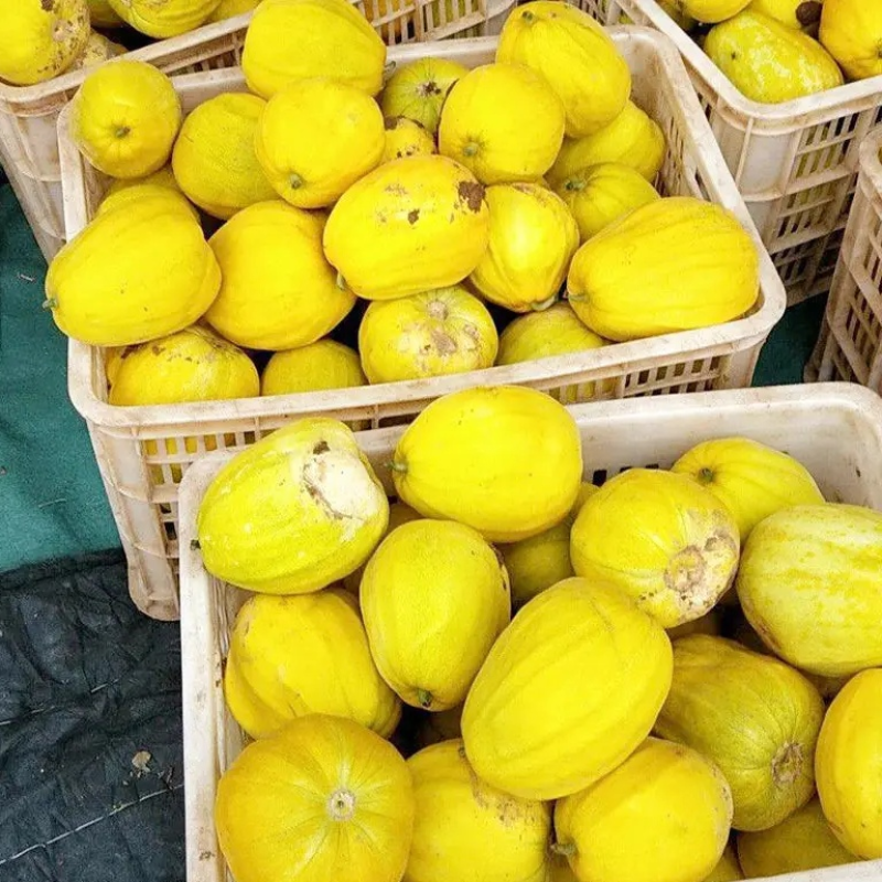 【丑八怪香瓜】湖北枝江基地直供质量保证量大优惠对接商超