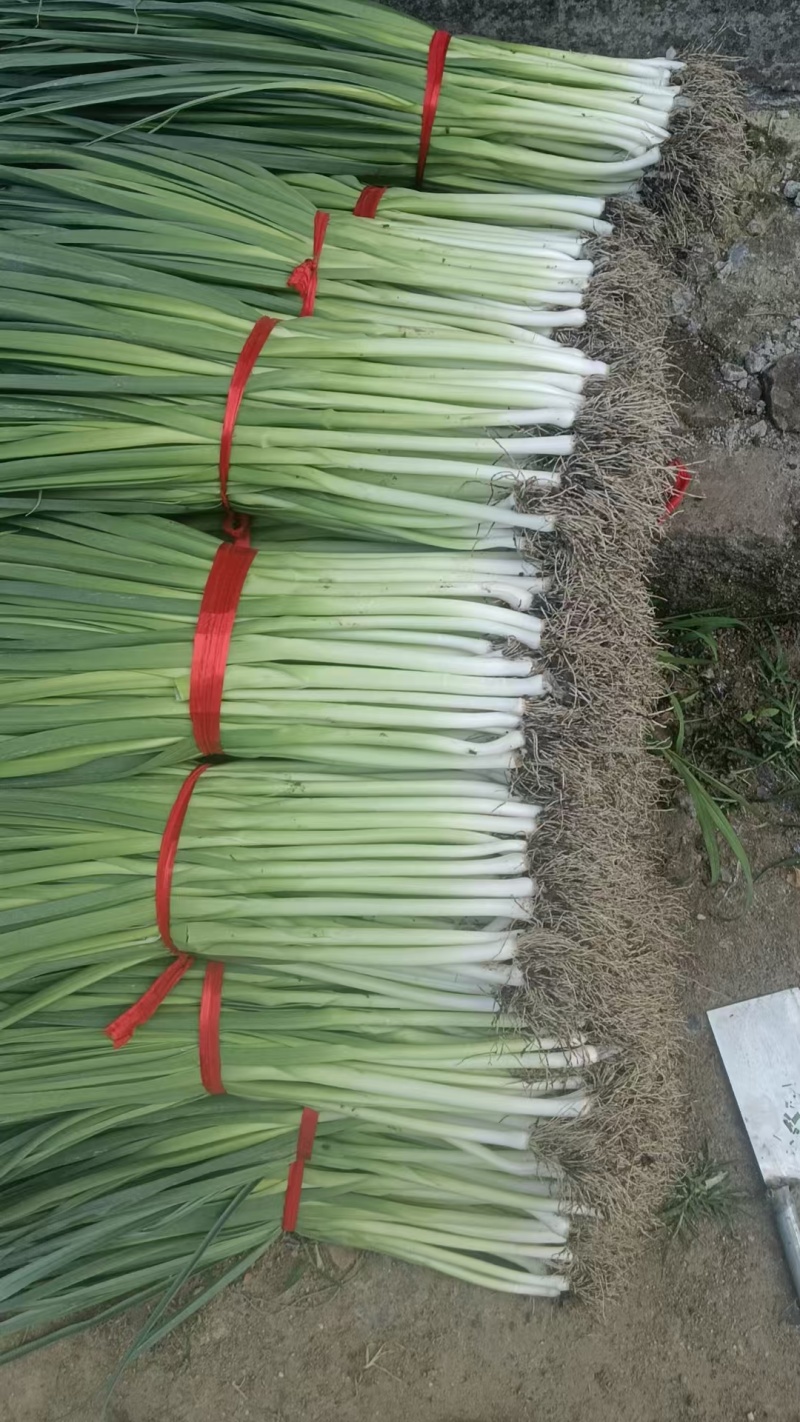 白根蒜苗/郯城蒜苗已大量上市/基地供货一手货源/对接全国