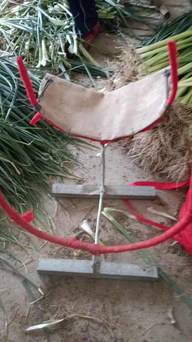 白根蒜苗/郯城蒜苗已大量上市/基地供货一手货源/对接全国