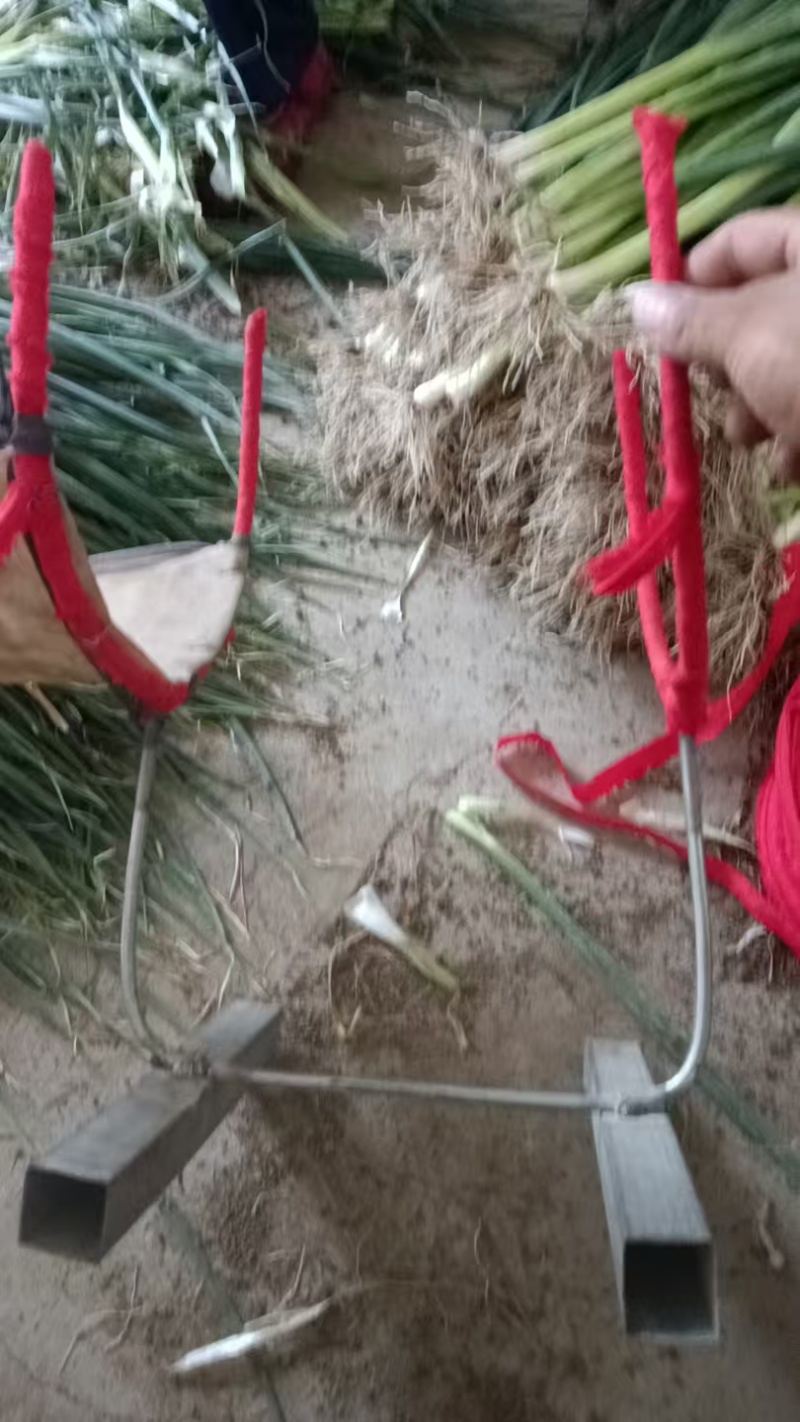 白根蒜苗/郯城蒜苗已大量上市/基地供货一手货源/对接全国