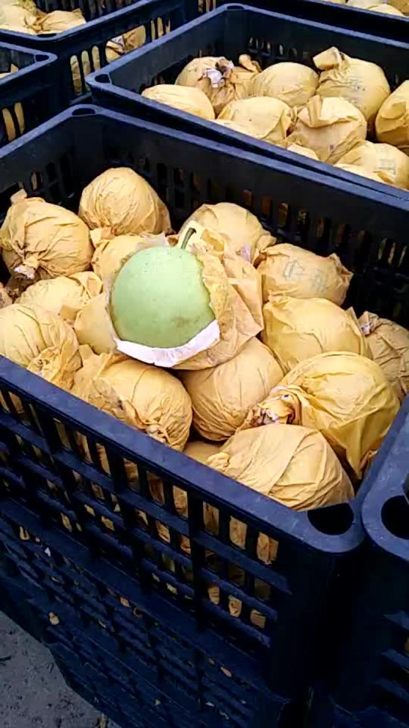 精品翠玉梨产地直发大量有货保质保量可视频看货