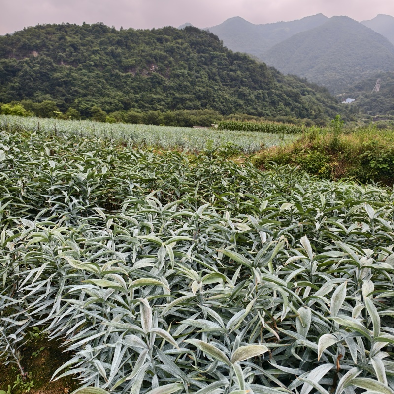湖南龙牙红百合大量供应现挖现发品质保证欢迎来电