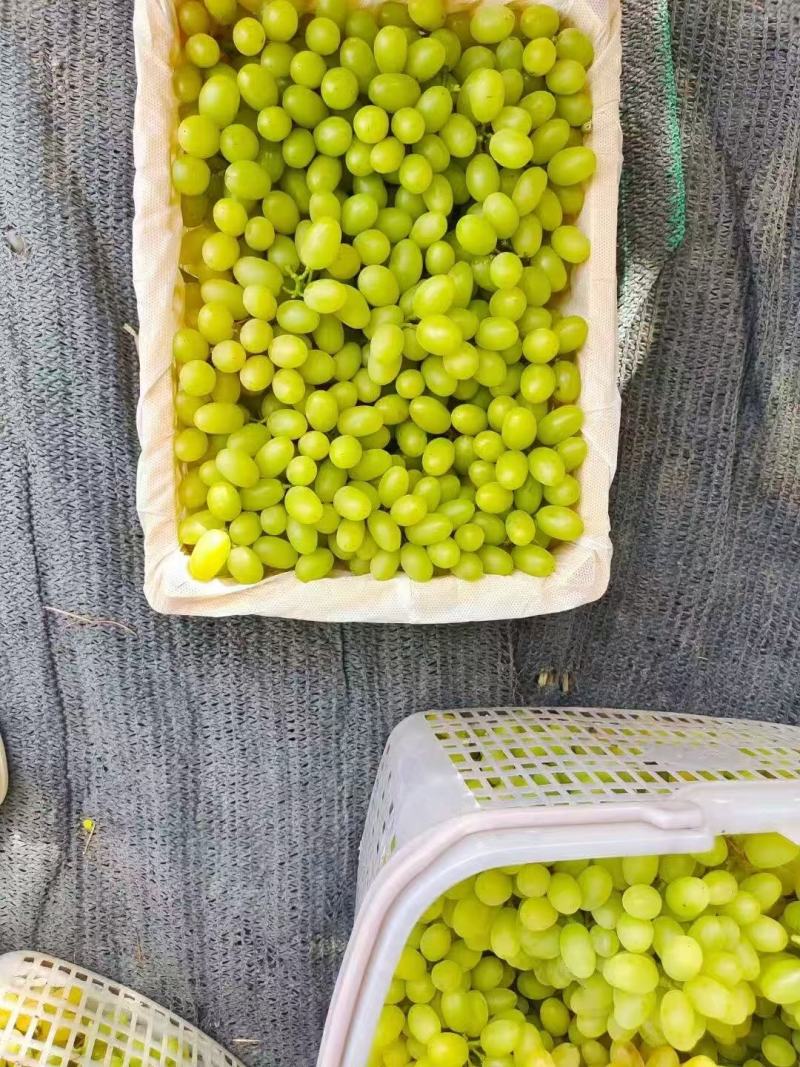 新疆精品无核白葡萄/产地直发量大价优货源充足