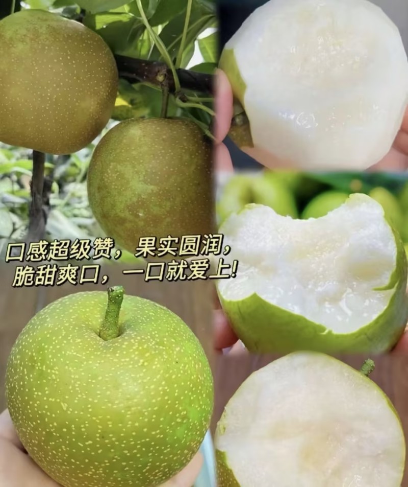翠冠梨，肉汁细腻，糖份高，果型端正，货源充足