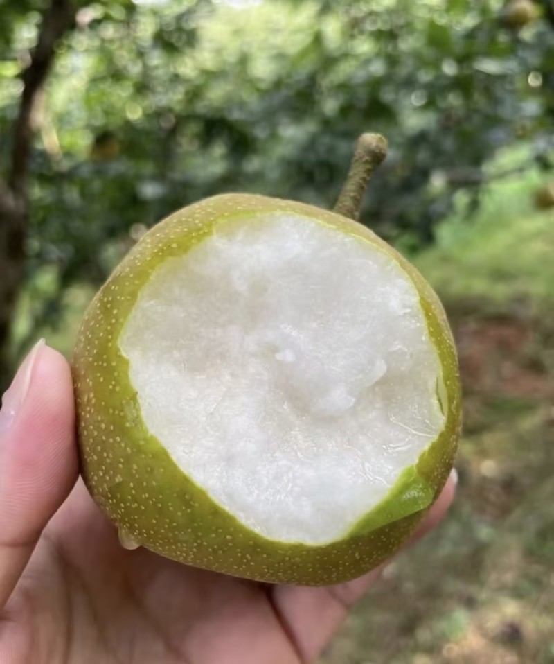 翠冠梨，肉汁细腻，糖份高，果型端正，货源充足
