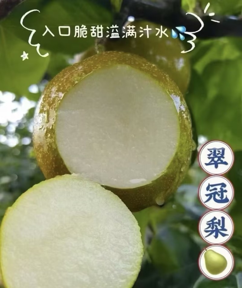 翠冠梨，纯甜无渣，电商，社区团购，出口，产地直发