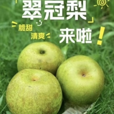 翠冠梨，纯甜无渣，电商，社区团购，出口，产地直发