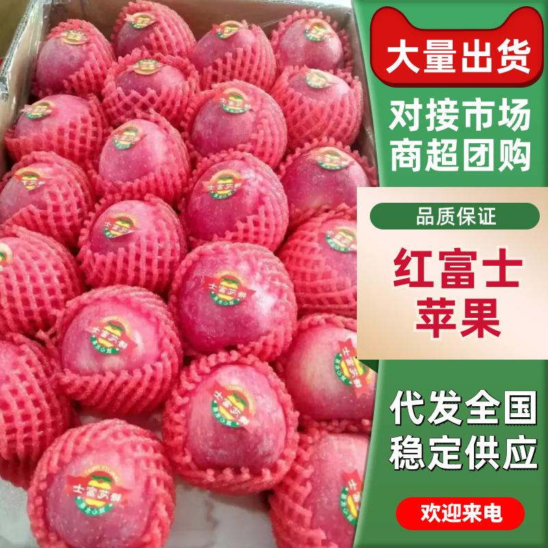 【实力】山东红富士苹果对接全国市场价格美丽质量好脆甜可口