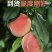 桃子🍑精品毛桃红不软毛桃产地直发量大从优可对接全国等