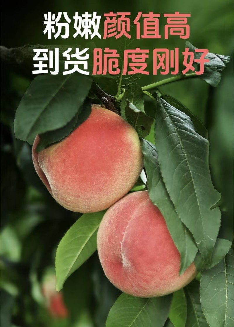 桃子🍑精品毛桃红不软毛桃产地直发量大从优可对接全国等