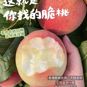 桃子🍑精品毛桃红不软毛桃产地直发量大从优可对接全国等