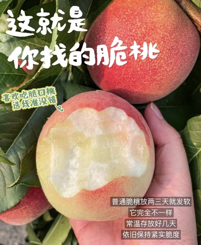桃子🍑精品毛桃红不软毛桃产地直发量大从优可对接全国等