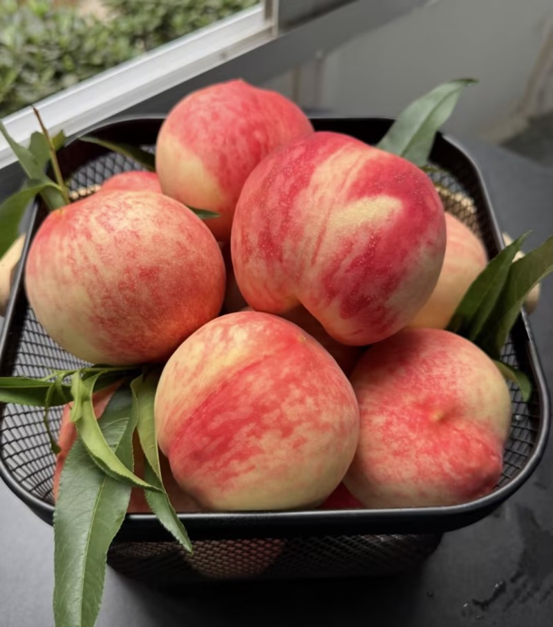 桃子🍑精品毛桃红不软毛桃产地直发量大从优可对接全国等