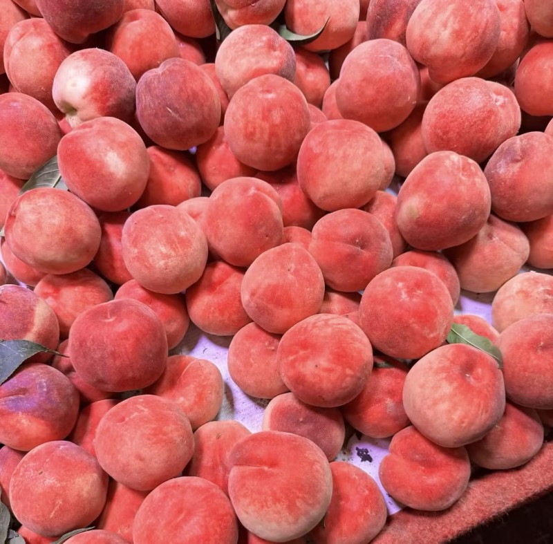桃子🍑精品毛桃红不软毛桃产地直发量大从优可对接全国等