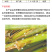 80%烯啶·吡蚜酮烯啶虫胺水稻稻飞虱害虫作物农药杀虫