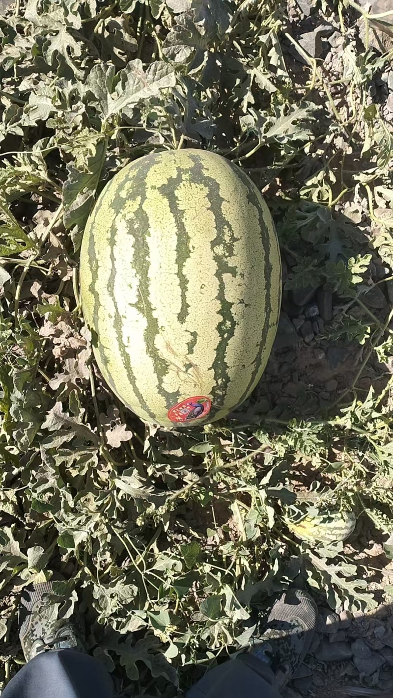 硒砂瓜宁夏西瓜石头瓜，一手货源，大吨位供货，品质好耐运输