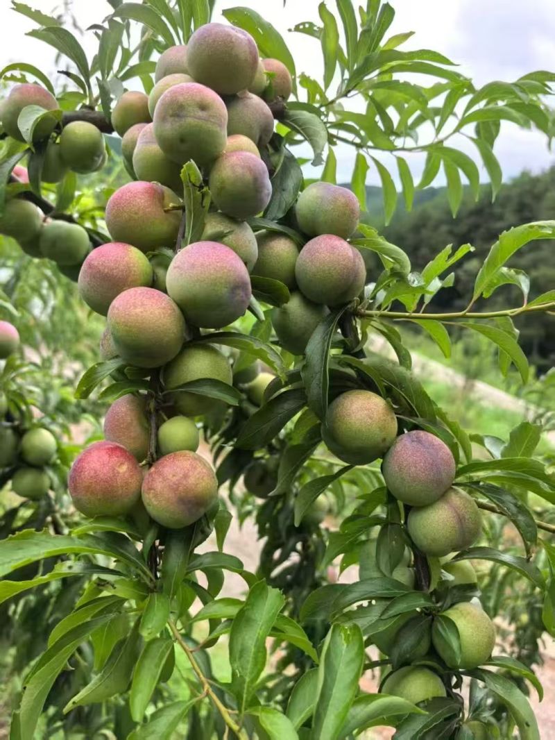 凉山半边红李子货量大个头大口感脆甜承接电商商超批发市场