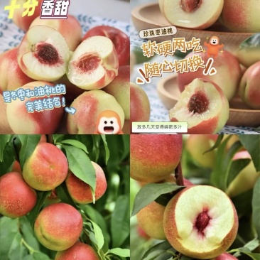 珍珠油桃珍珠枣油桃现摘现发，大量供货，大量供应万亩基地